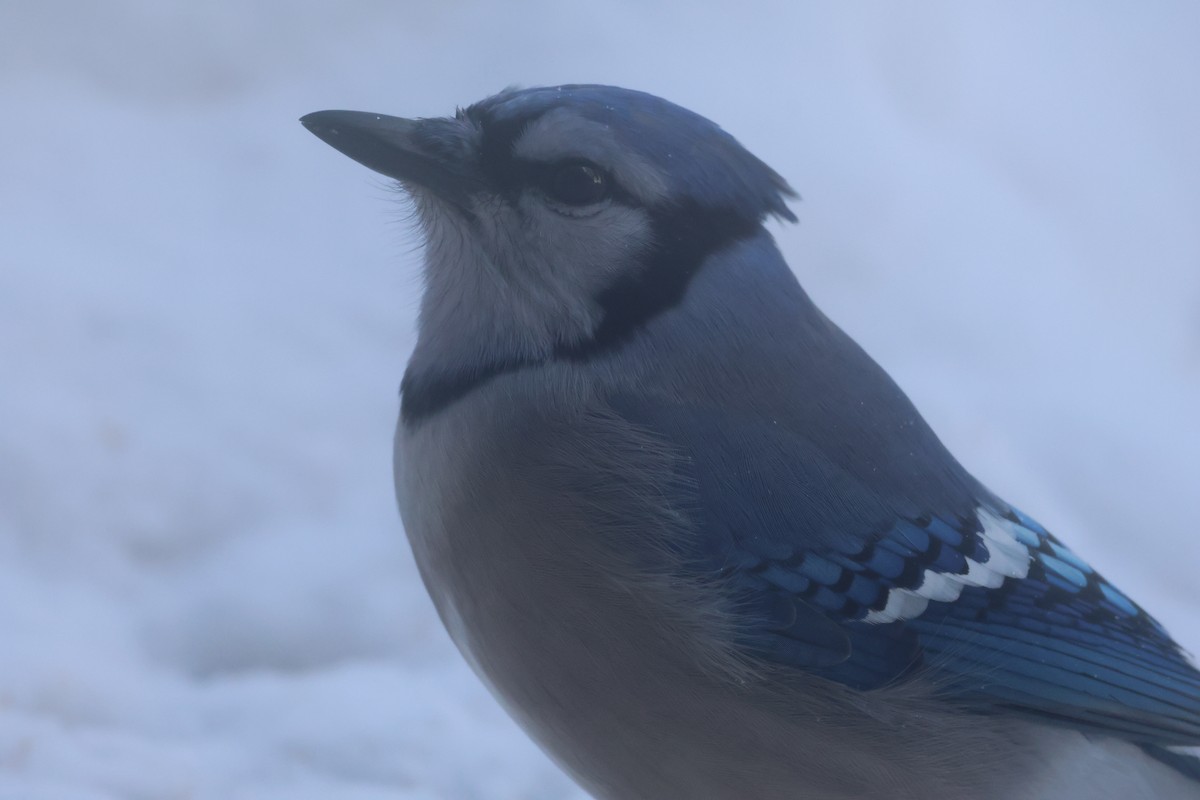 Blue Jay - ML647197709