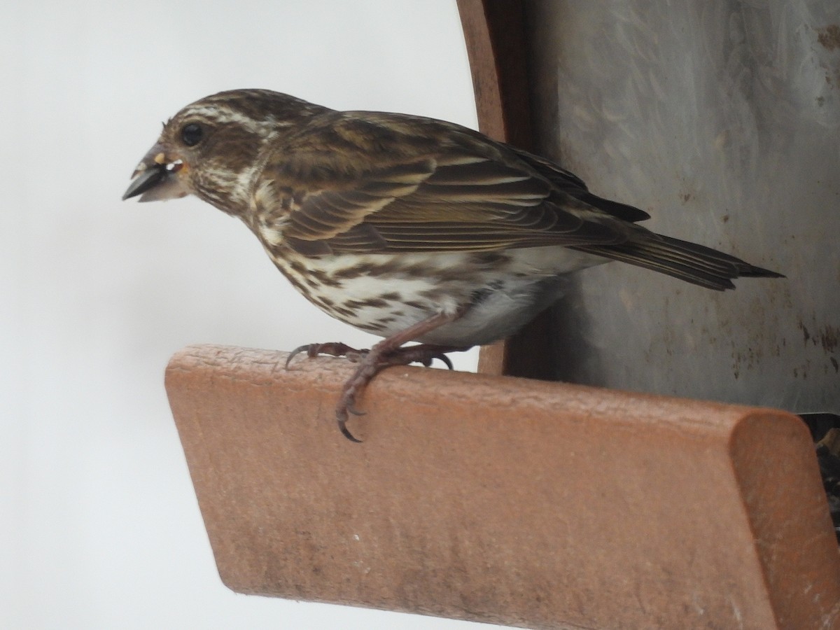 ムラサキマシコ - ML647197710