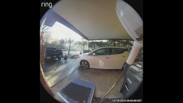 Індик великий - ML647197730