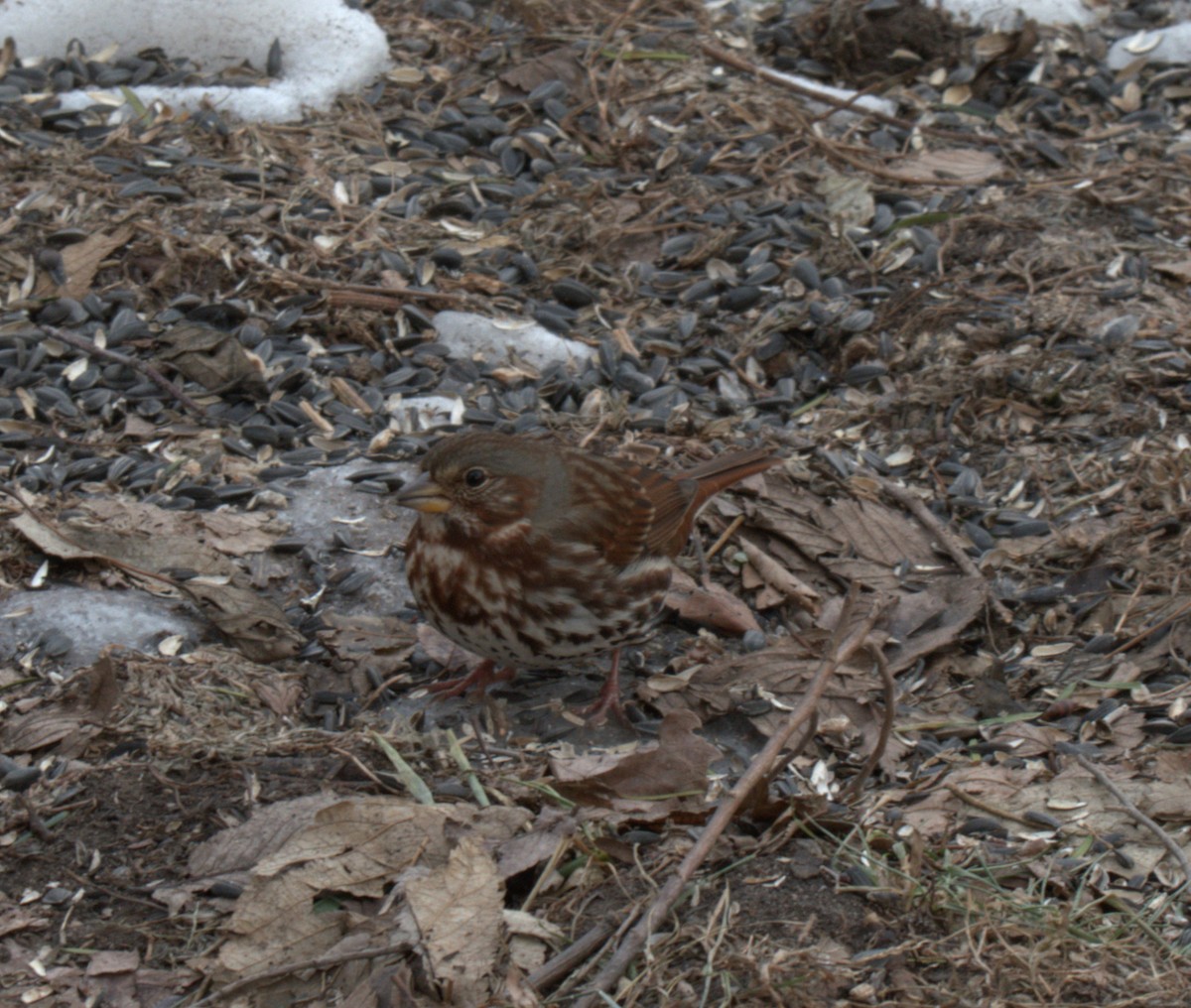 Fox Sparrow - ML647197738