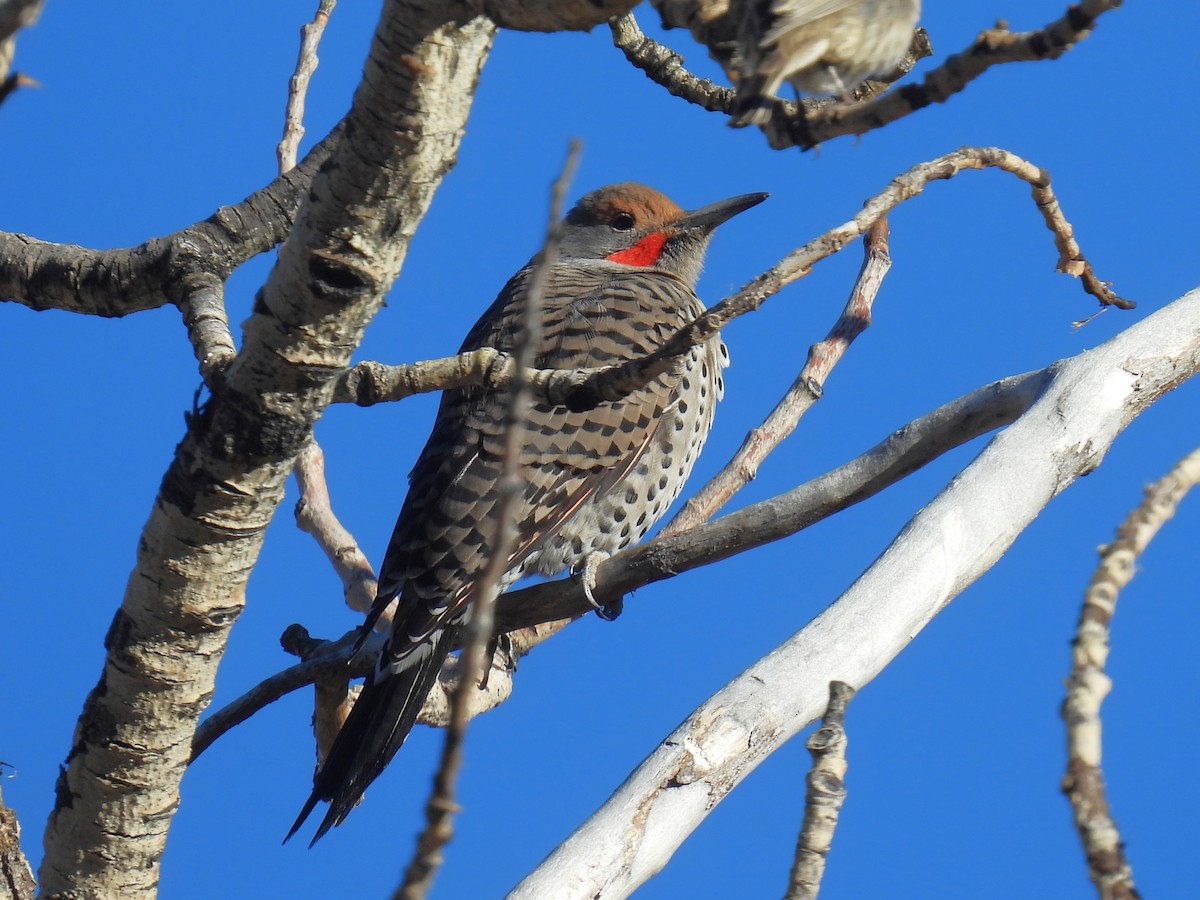 Northern Flicker (Red-shafted) - ML647197747