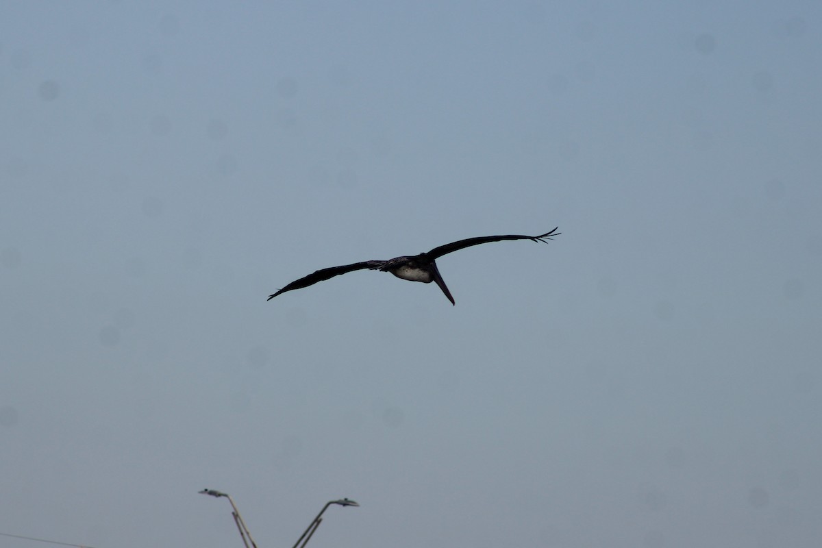 Бурый пеликан - ML647197751