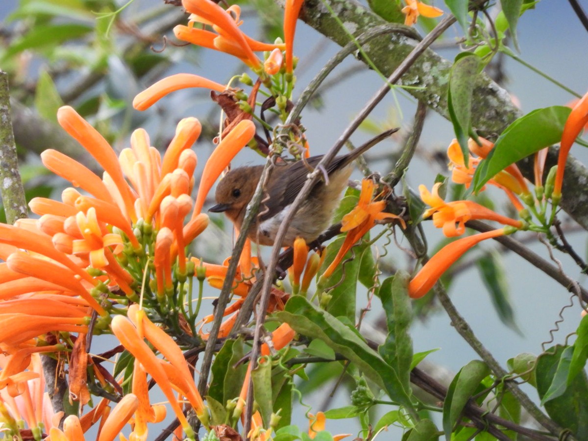 Pinchaflor Flanquiblanco - ML647197760