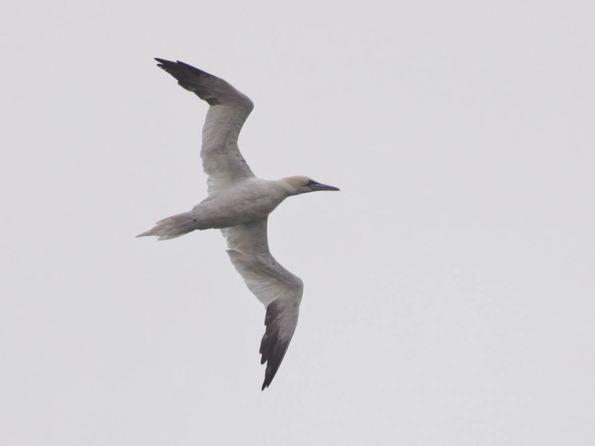 סולה מצויה - ML647197797