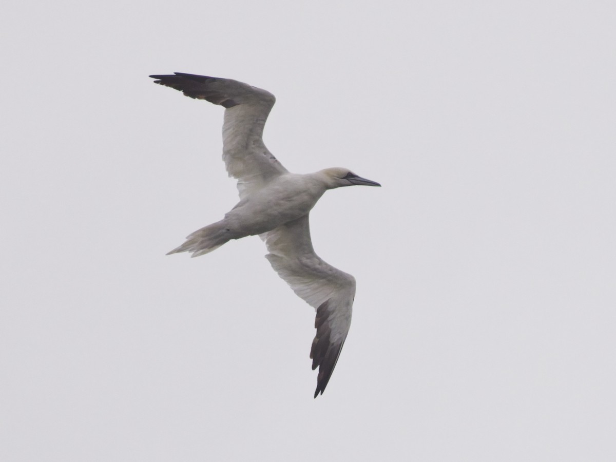סולה מצויה - ML647197798