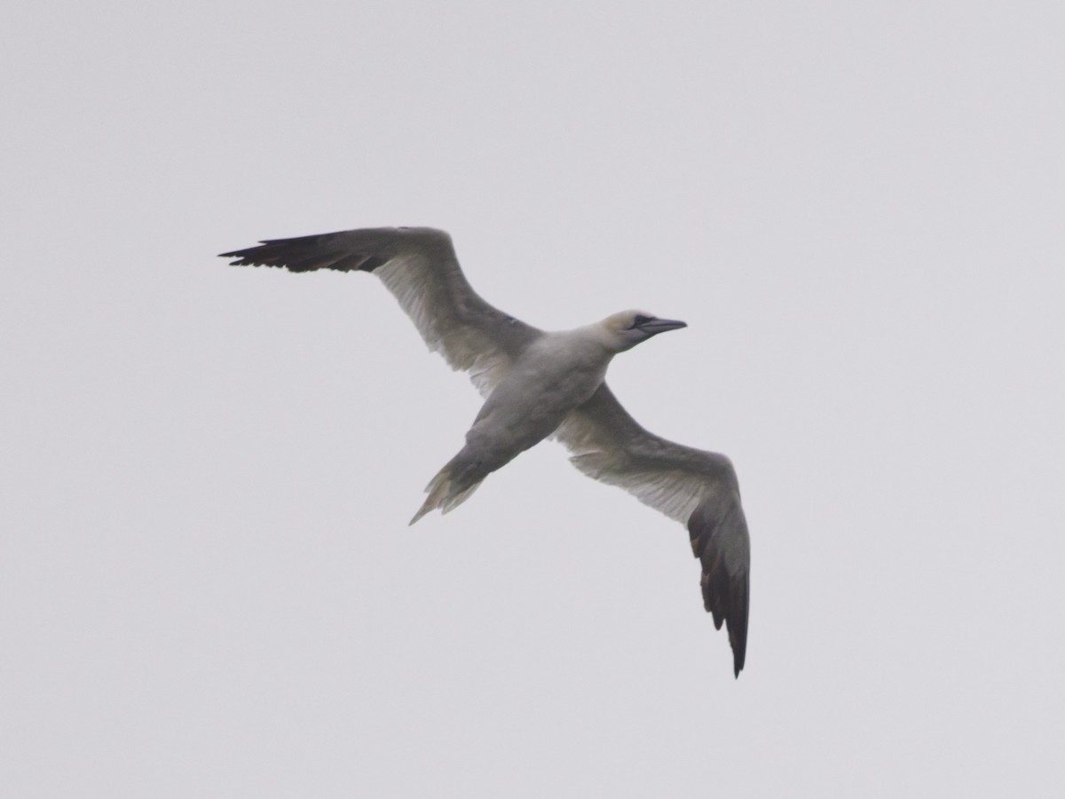 סולה מצויה - ML647197799