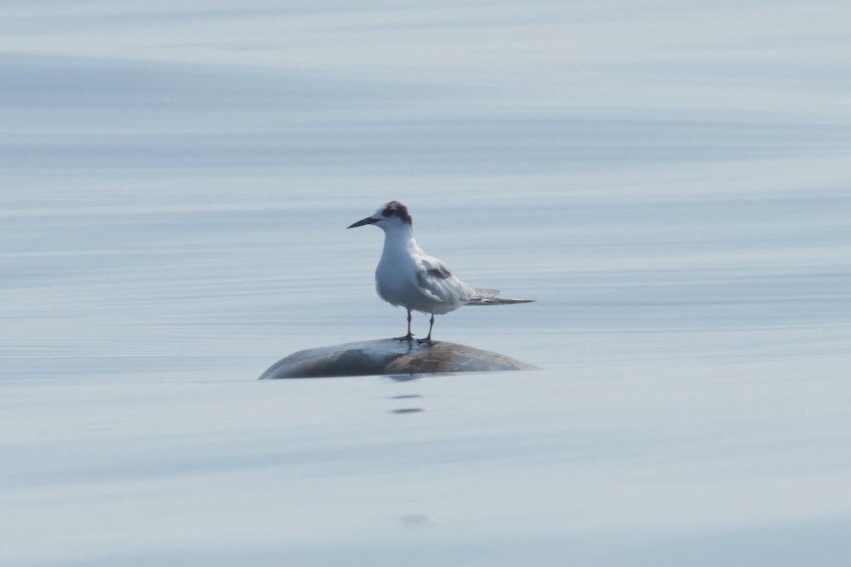 Common Tern - ML647197804