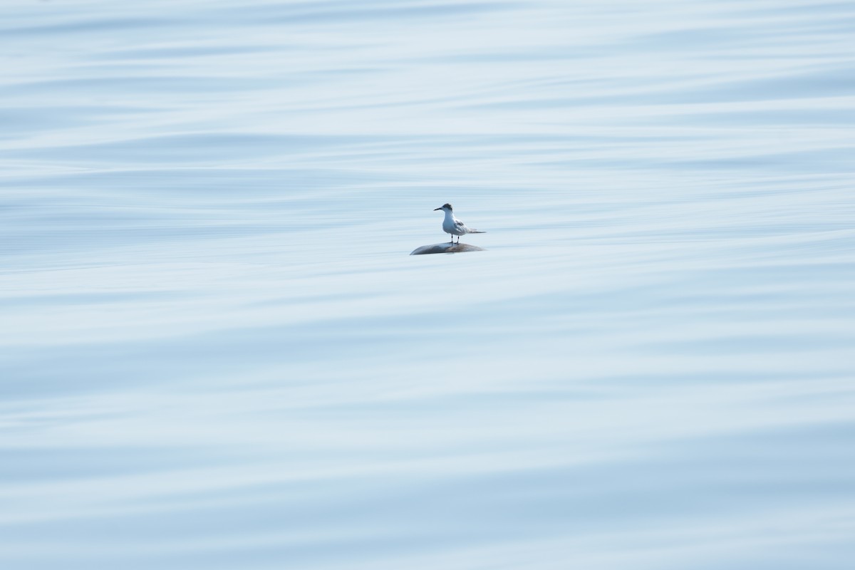 Common Tern - ML647197805