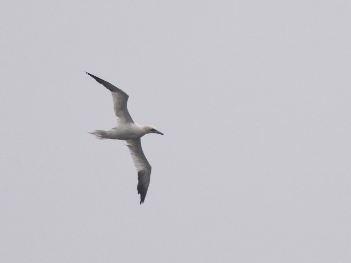 סולה מצויה - ML647197834