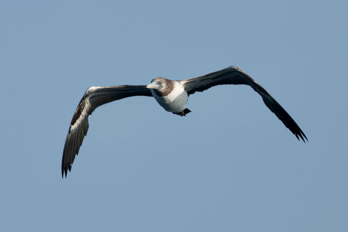 terej tichomořský - ML647197840