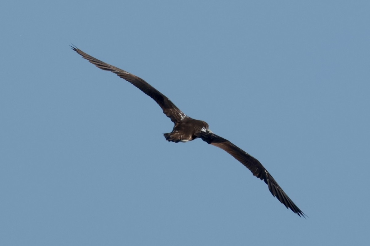 terej tichomořský - ML647197841