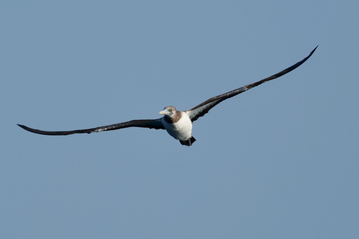 terej tichomořský - ML647197842