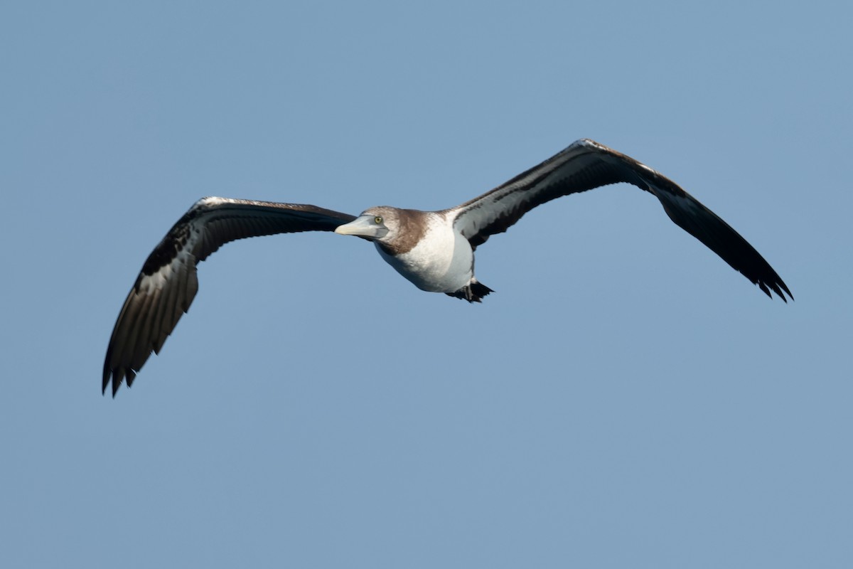 terej tichomořský - ML647197843