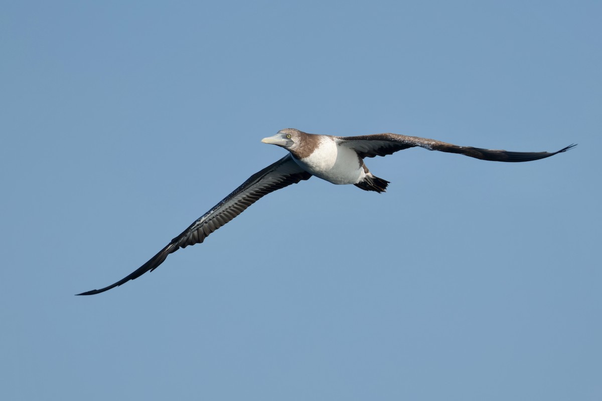 terej tichomořský - ML647197844