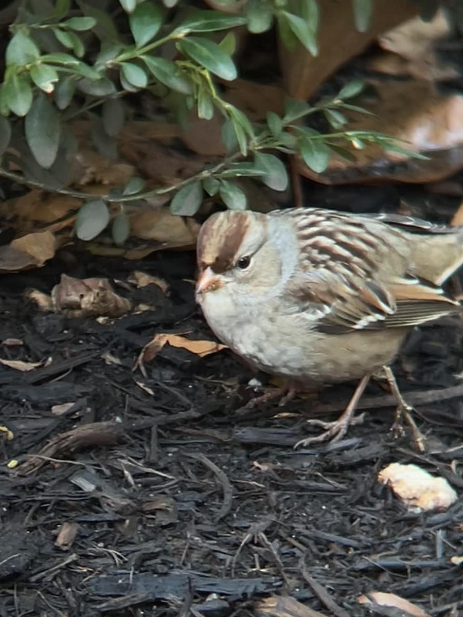 White-crowned Sparrow - ML647197857