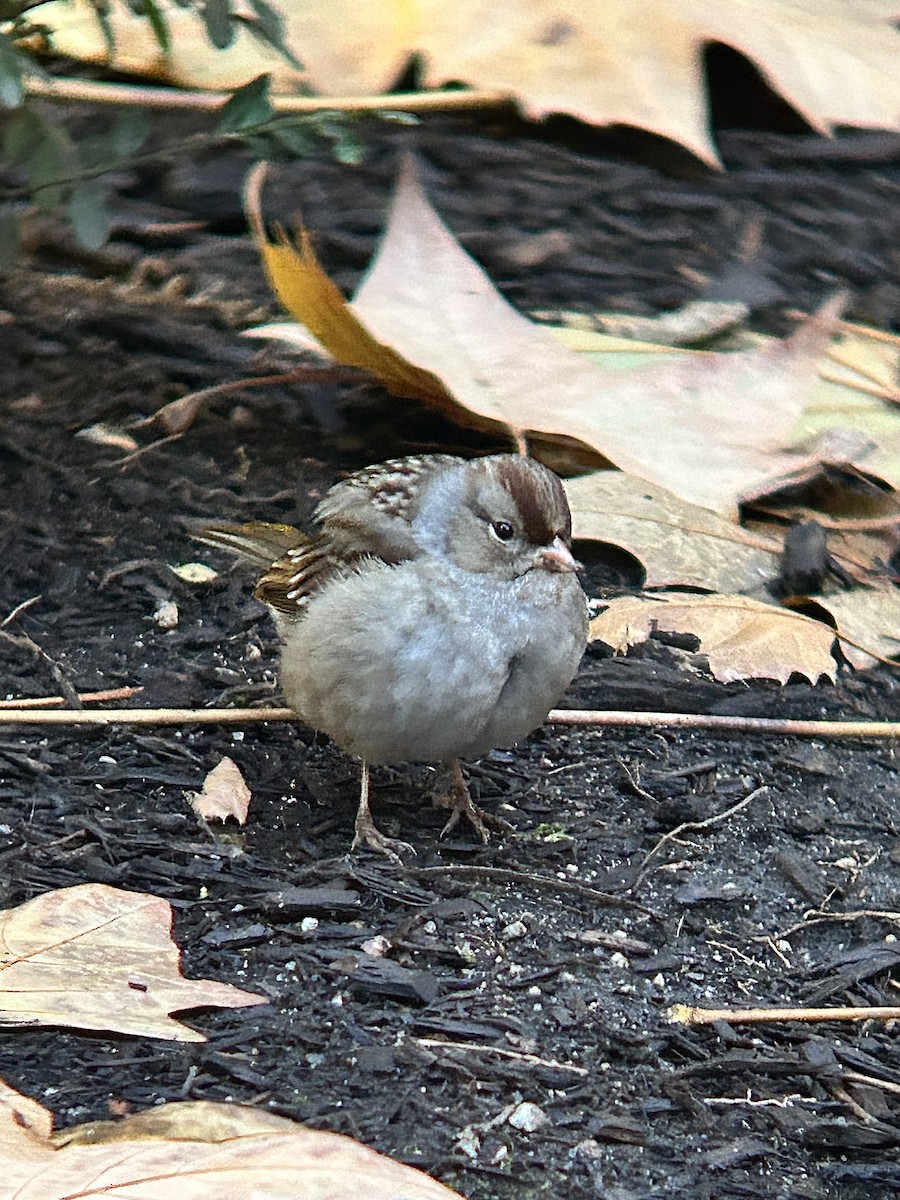 White-crowned Sparrow - ML647197858