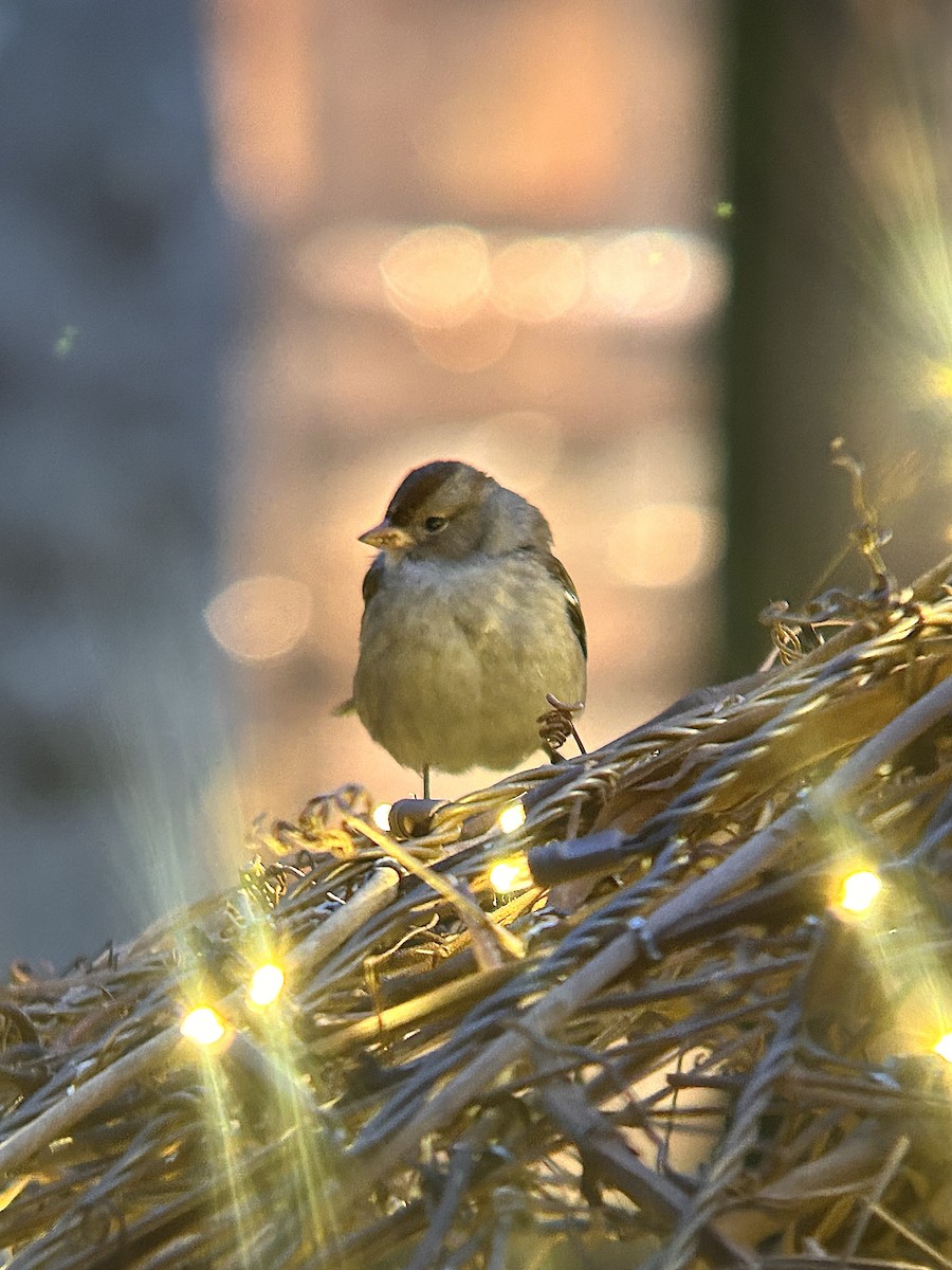 White-crowned Sparrow - ML647197859