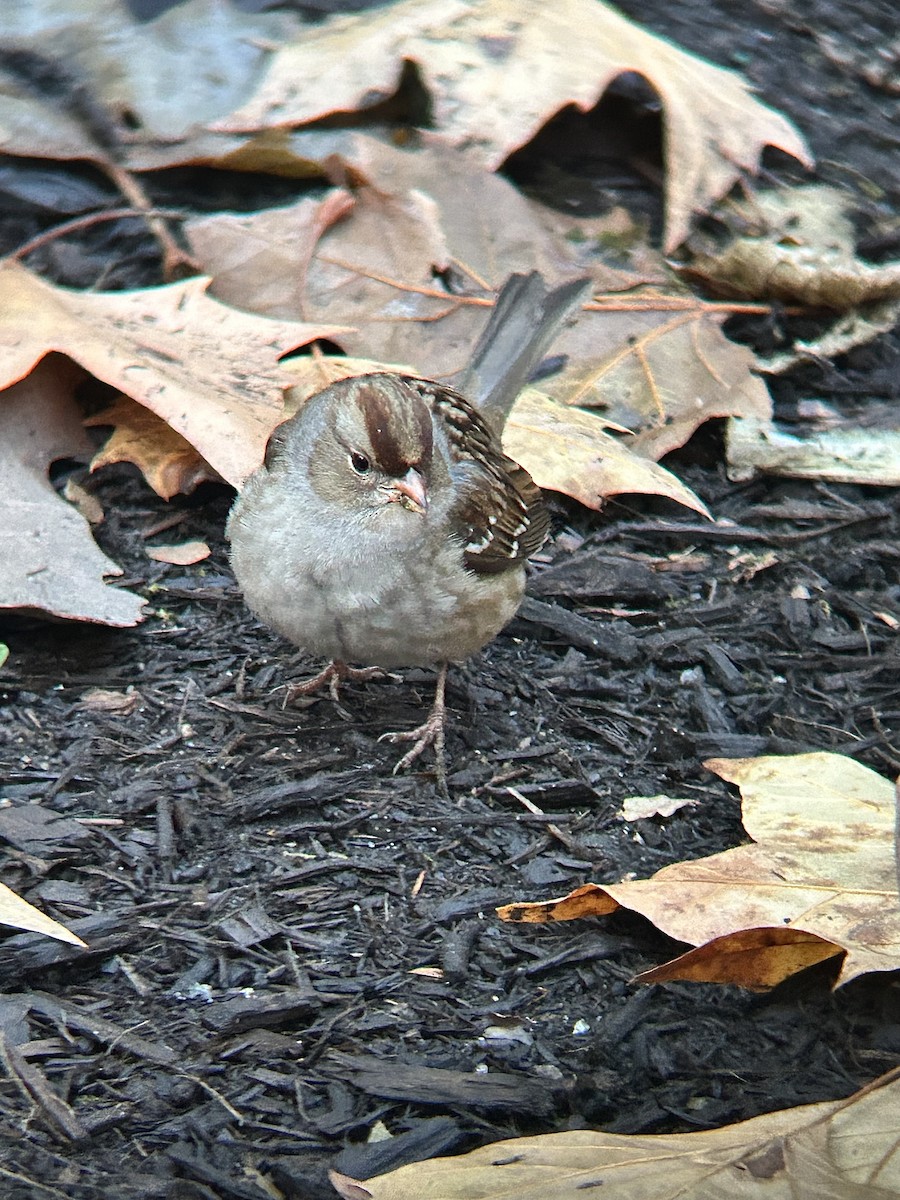 White-crowned Sparrow - ML647197860