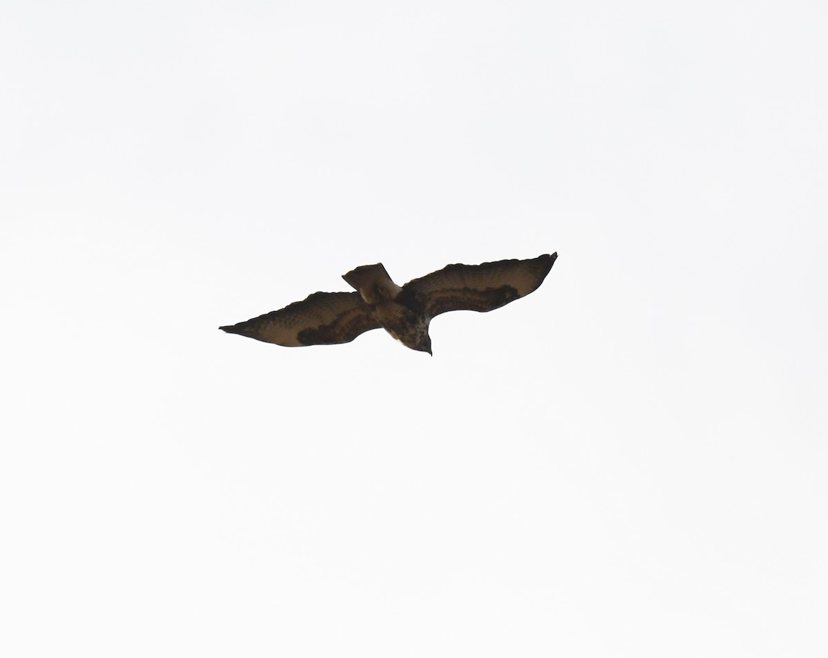 Common Buzzard (Western) - ML647197892
