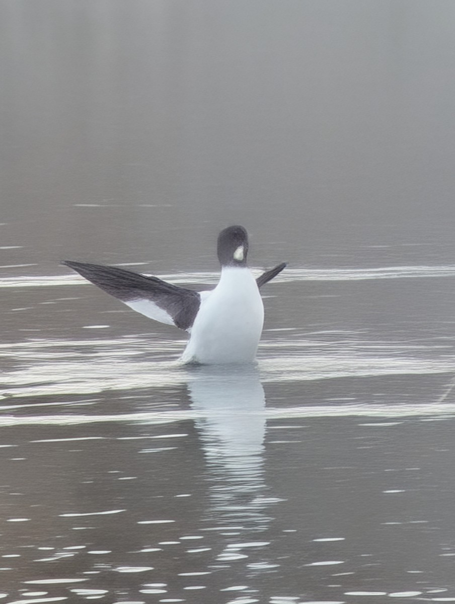Common Goldeneye - ML647197894