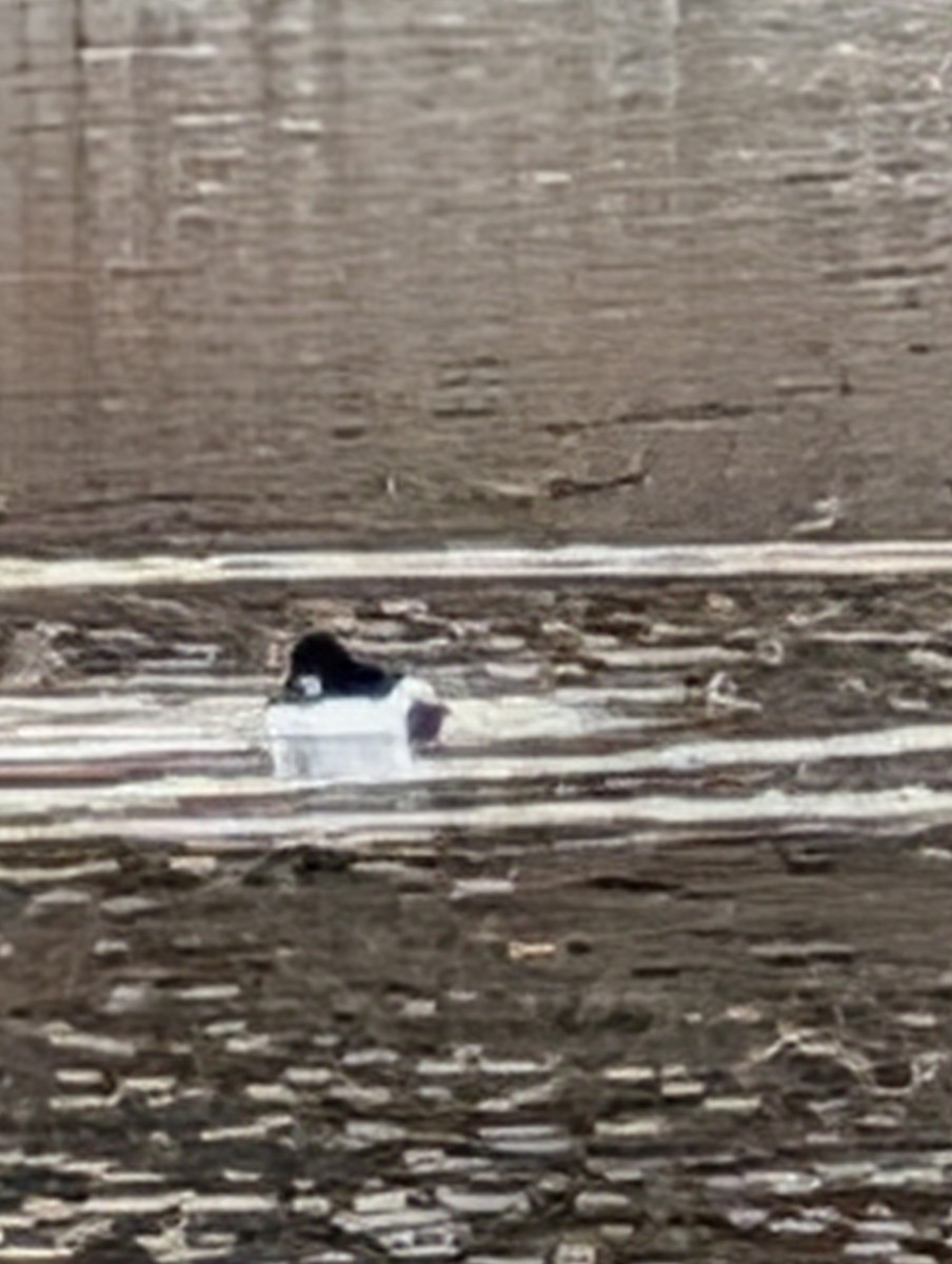 Common Goldeneye - ML647197897