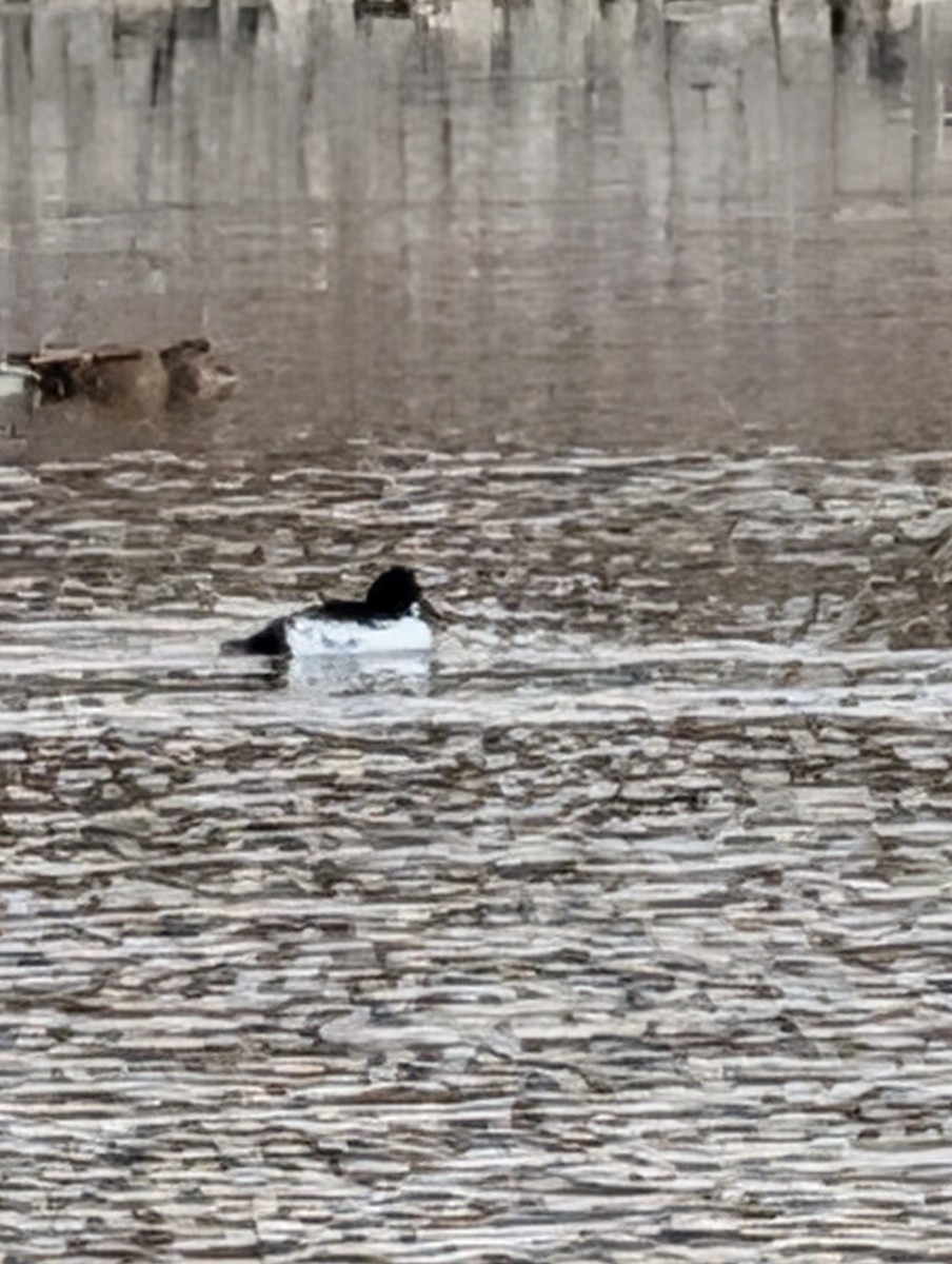 Common Goldeneye - ML647197898