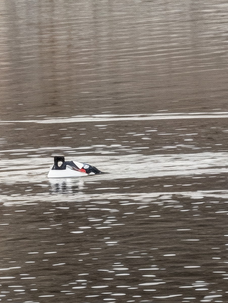 Common Goldeneye - ML647197899
