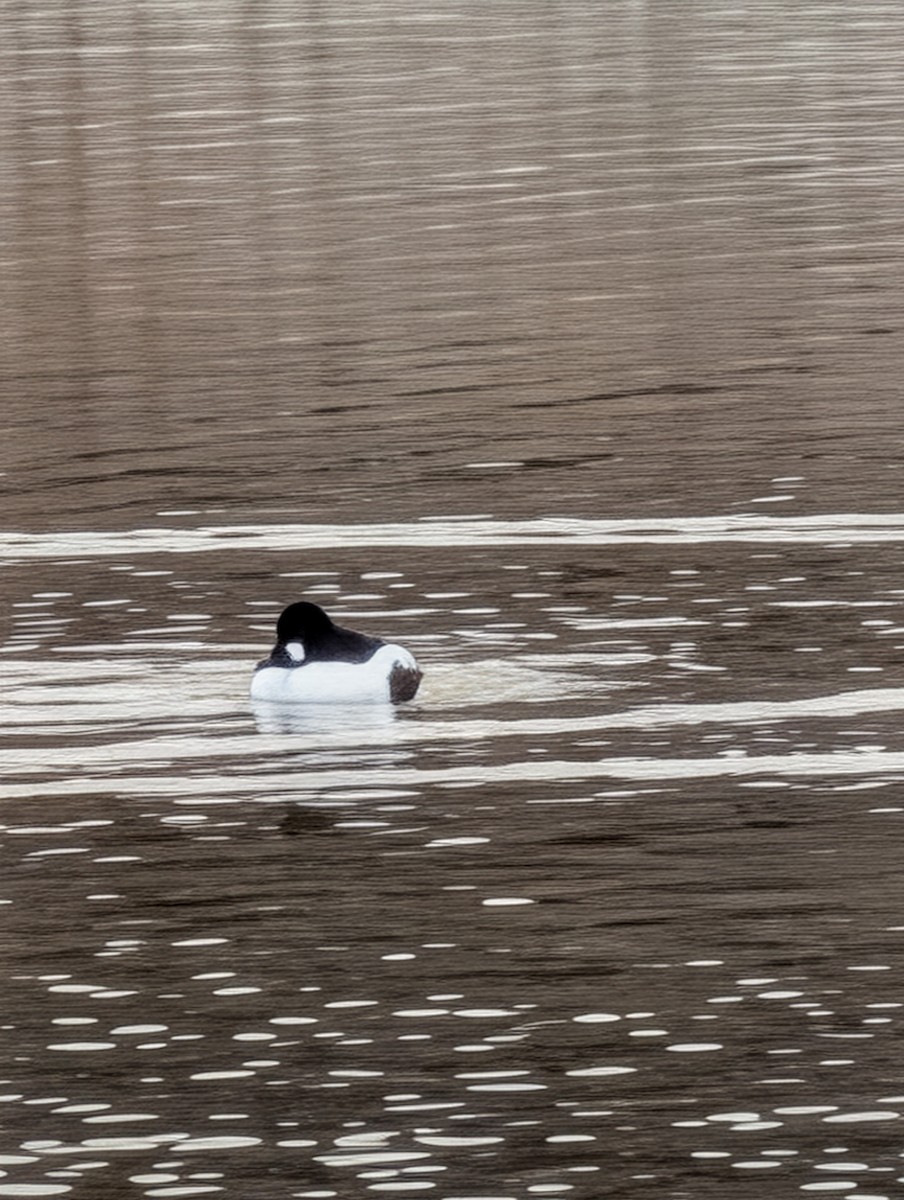 Common Goldeneye - ML647197900