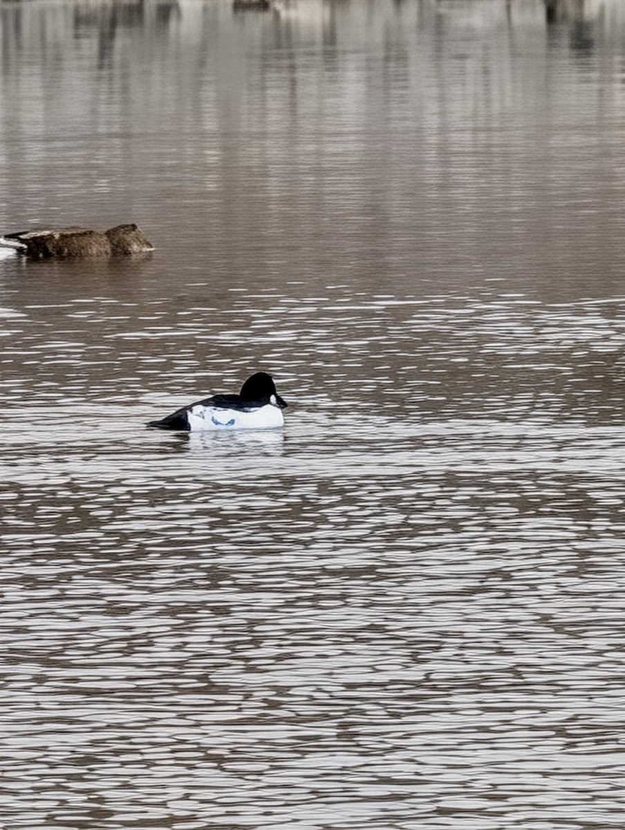 Common Goldeneye - ML647197901