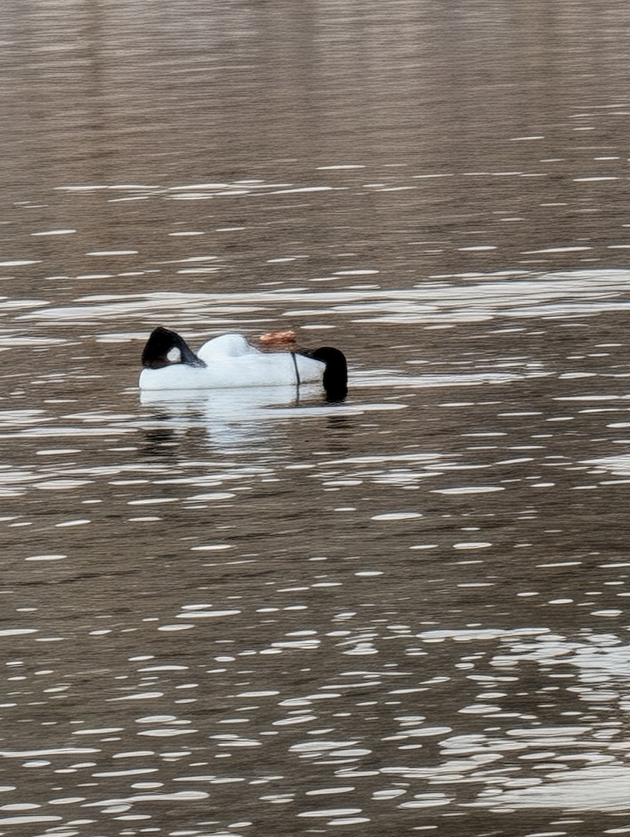 Common Goldeneye - ML647197902