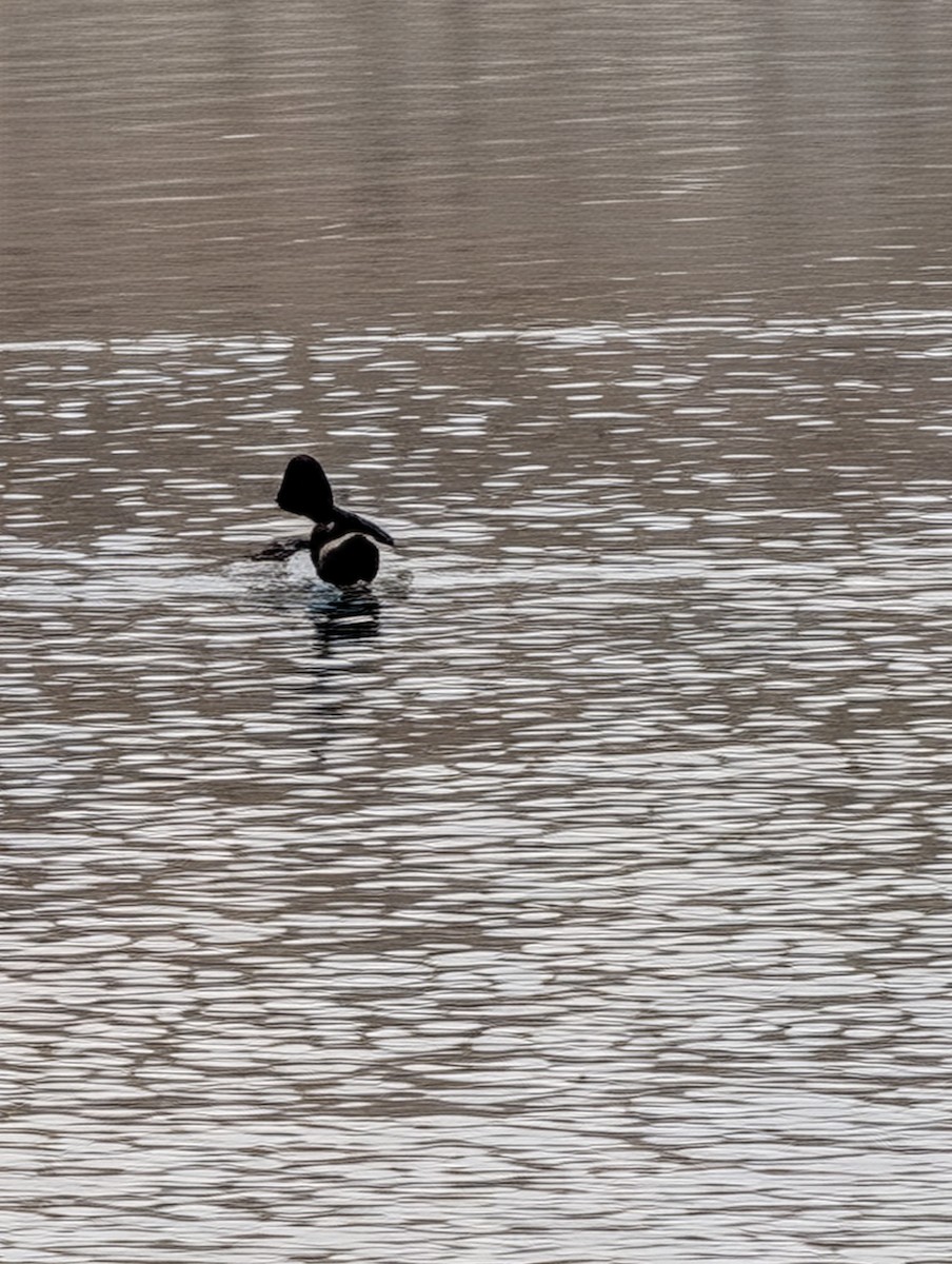 Common Goldeneye - ML647197903