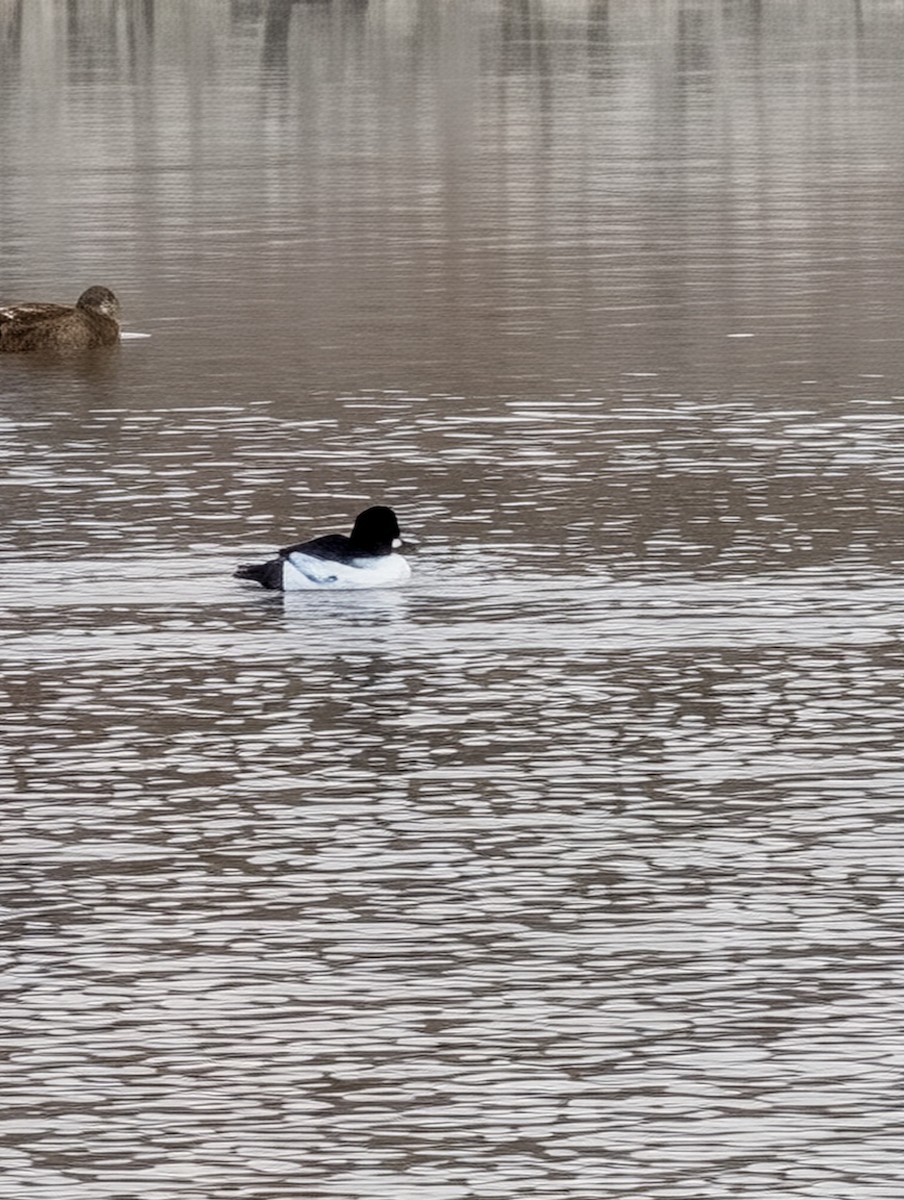 Common Goldeneye - ML647197904