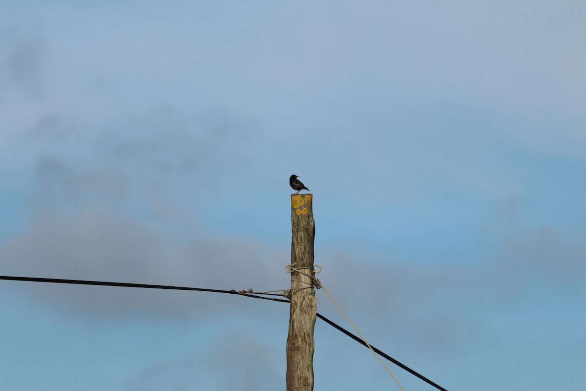 Étourneau unicolore - ML647197911