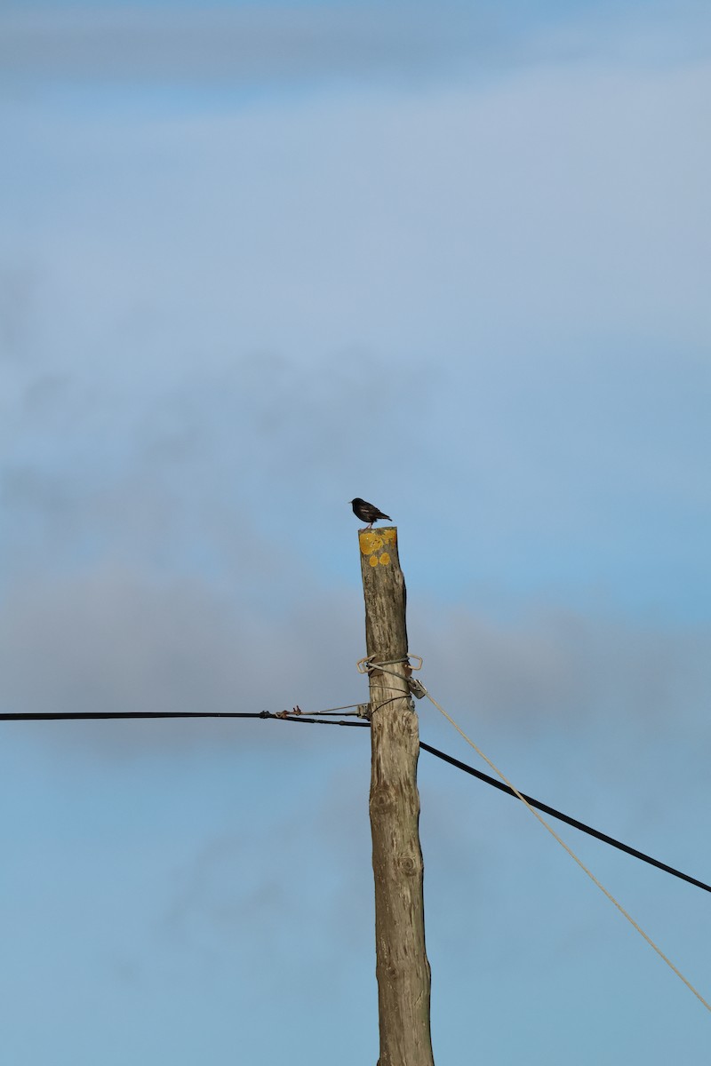 Étourneau unicolore - ML647197912