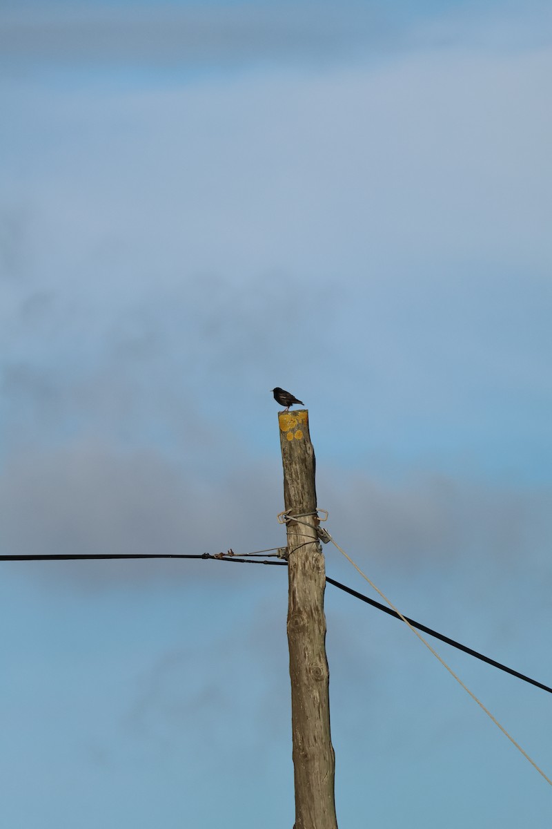 Étourneau unicolore - ML647197913