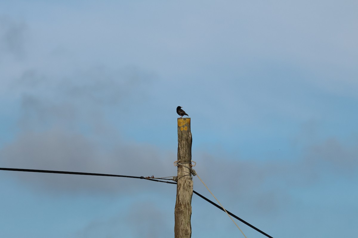 Étourneau unicolore - ML647197914