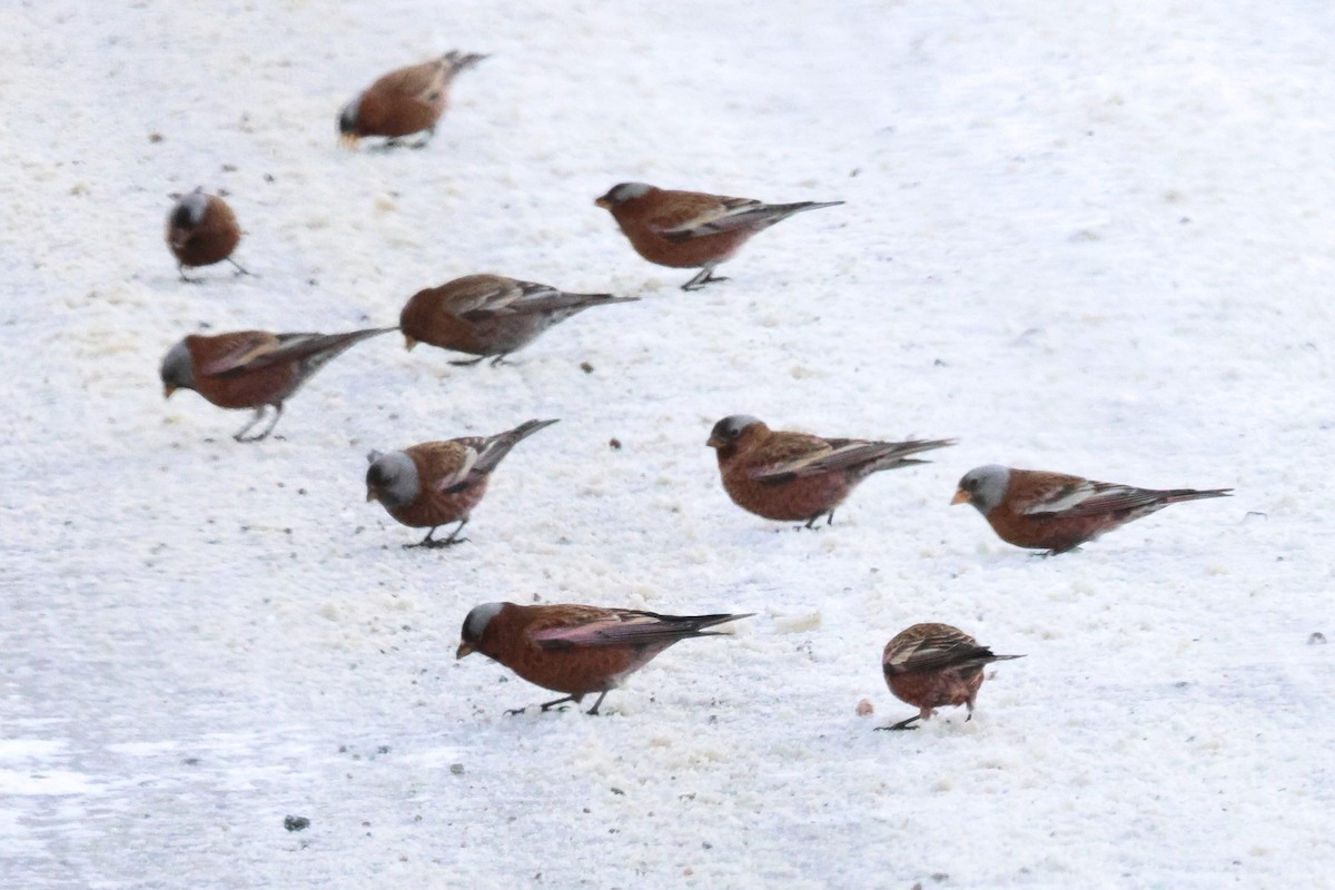 Gray-crowned Rosy-Finch - ML647197917