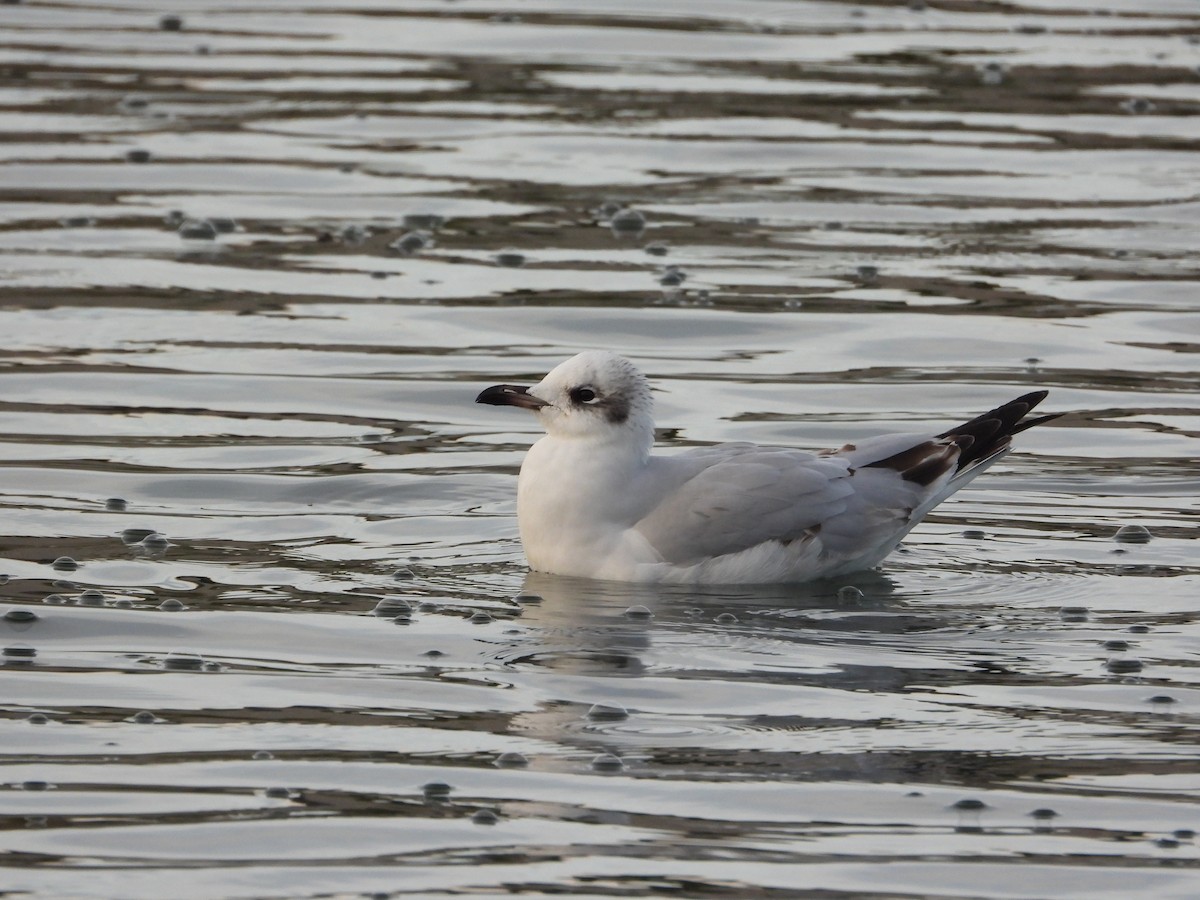 Mediterranean Gull - ML647197930