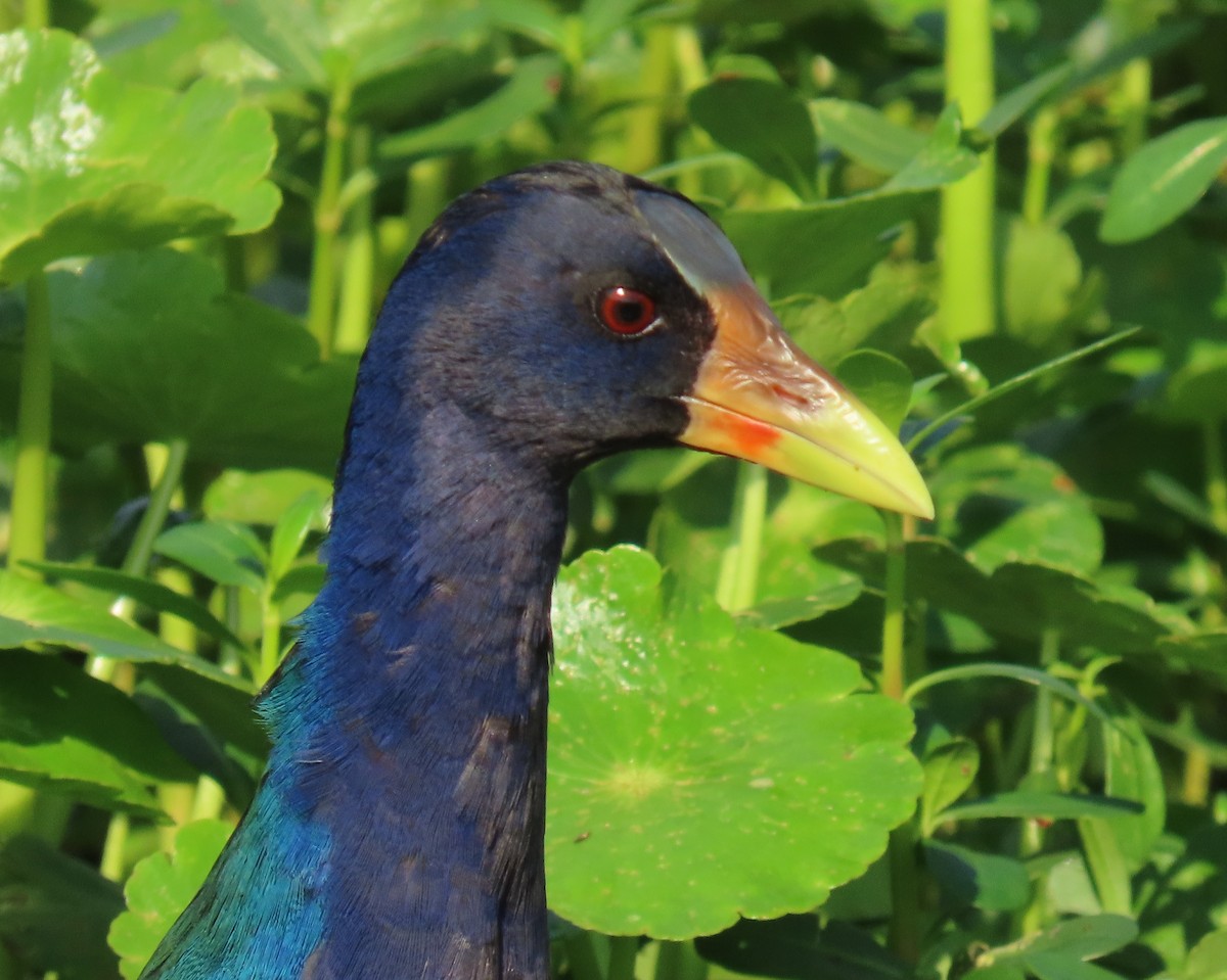 Малая султанка - ML647197958