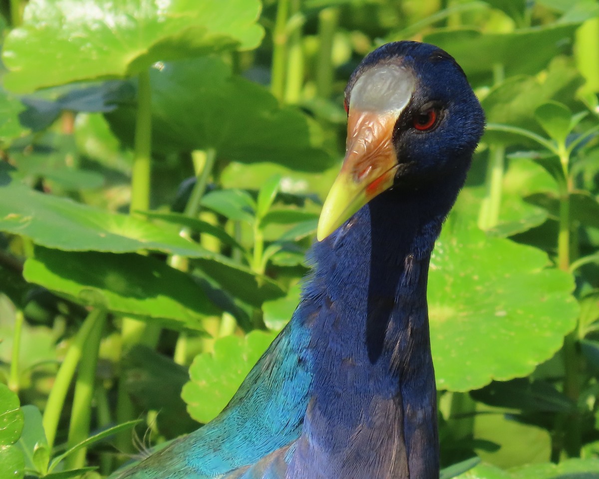 Малая султанка - ML647197959