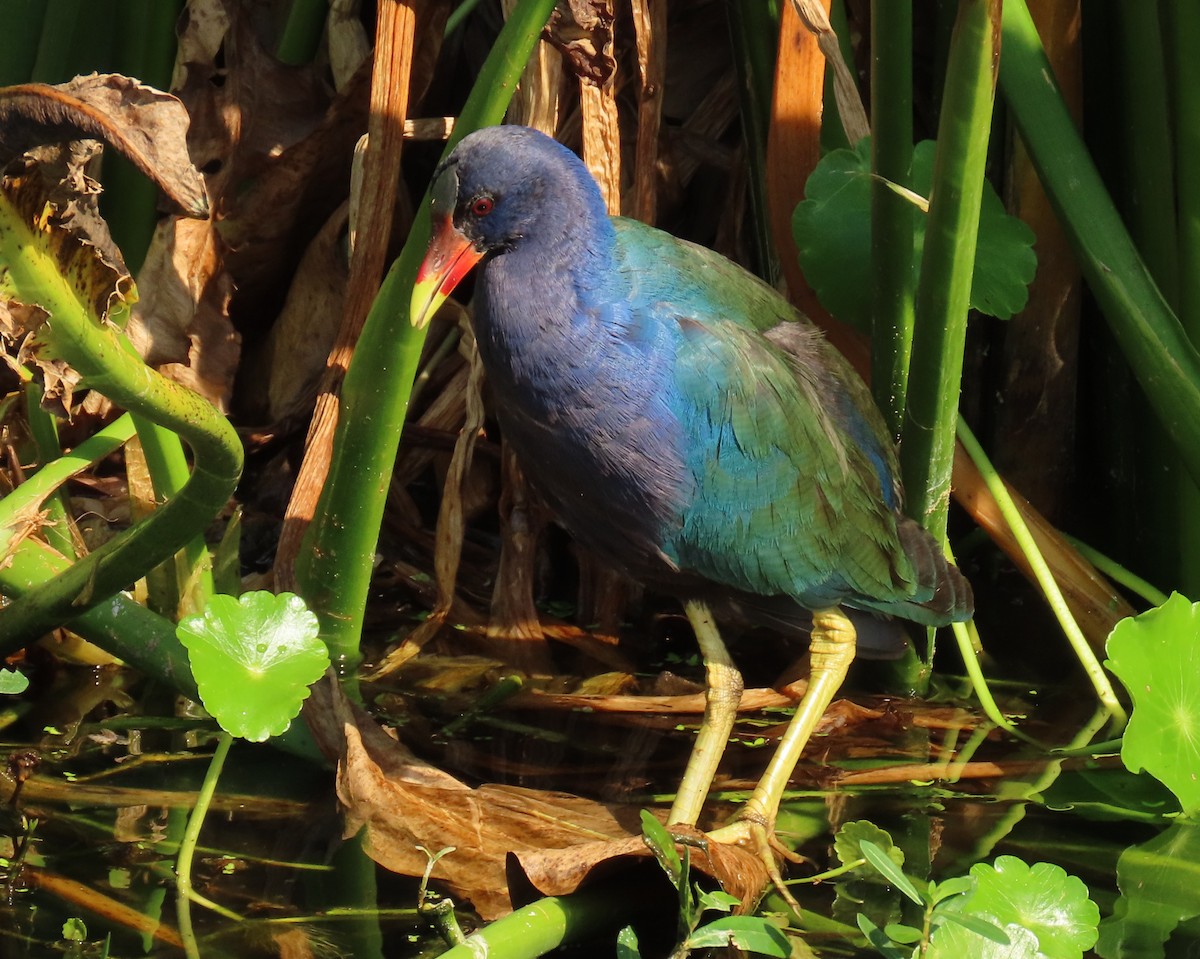 Малая султанка - ML647197965