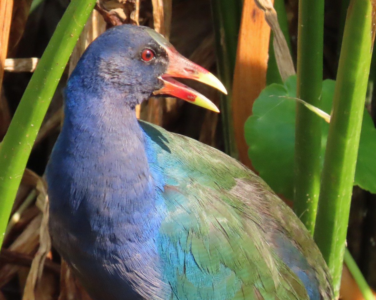 Малая султанка - ML647197968