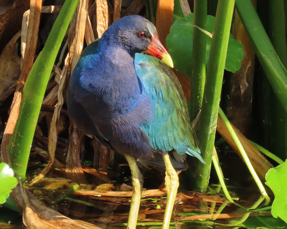 Малая султанка - ML647197969