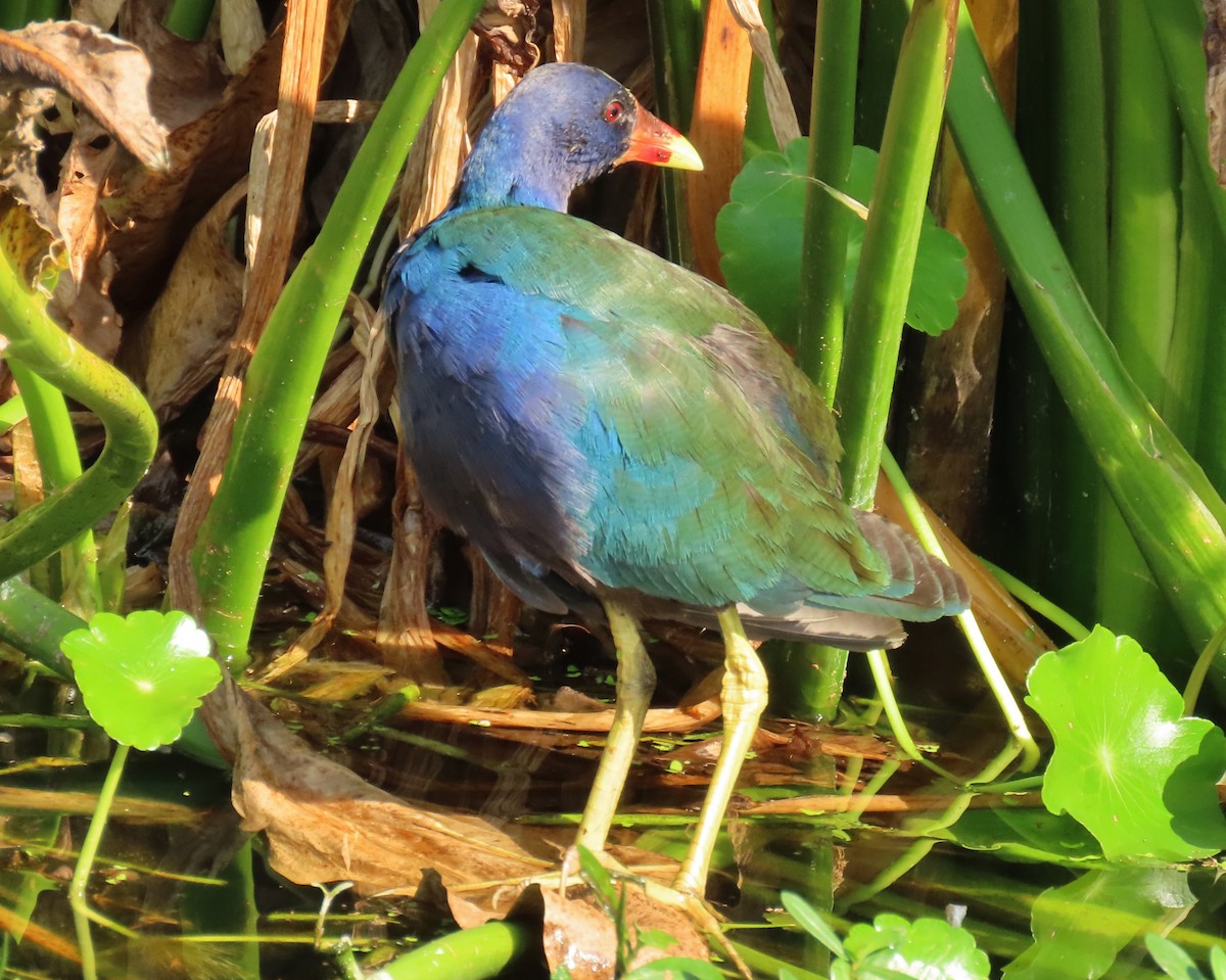 Малая султанка - ML647197970