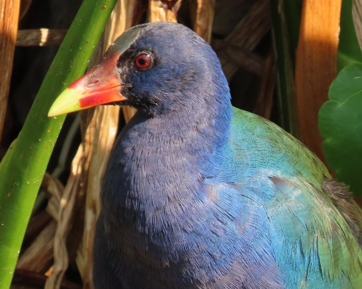 Малая султанка - ML647197972