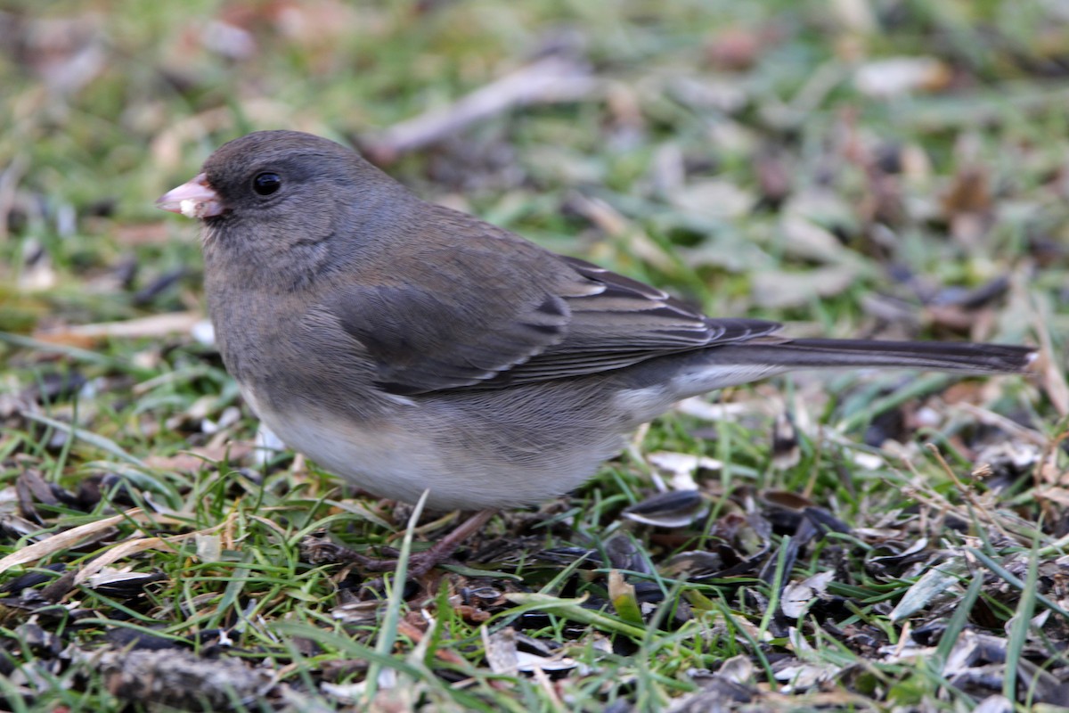 Dark-eyed Junco (cismontanus) - ML647197985