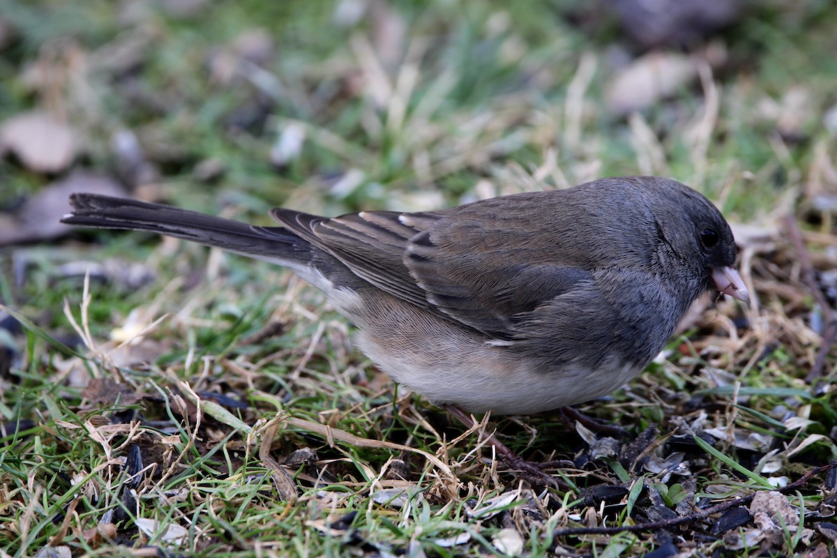 Dark-eyed Junco (cismontanus) - ML647197987