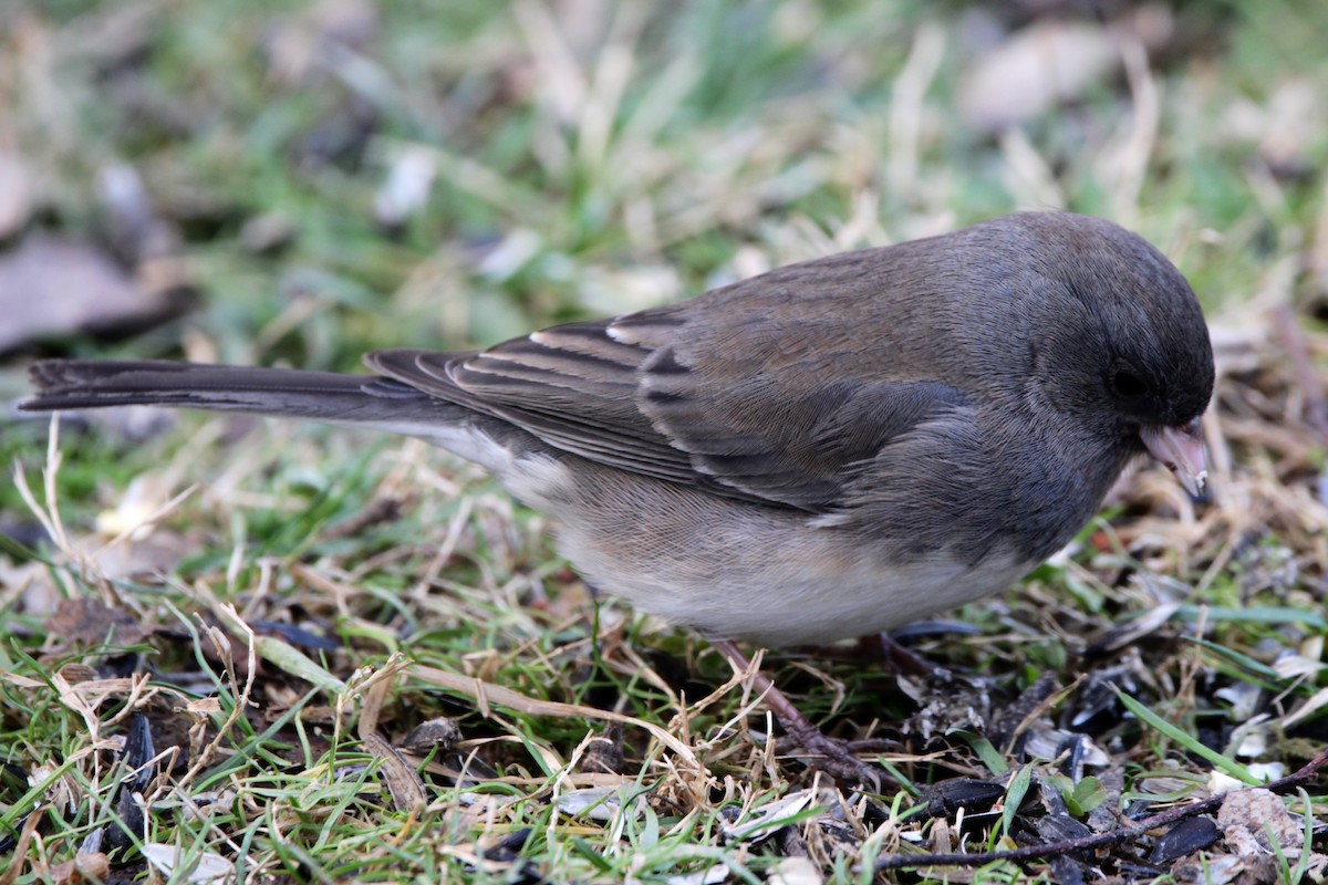 Dark-eyed Junco (cismontanus) - ML647197991