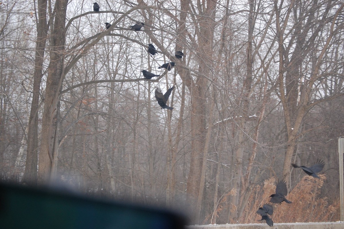 American Crow - ML647197995
