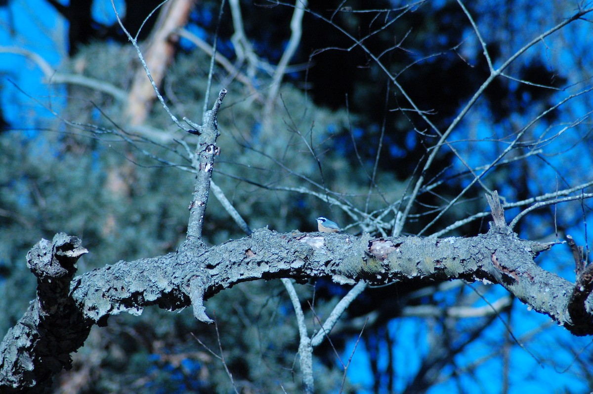 Trepador Canadiense - ML647198000